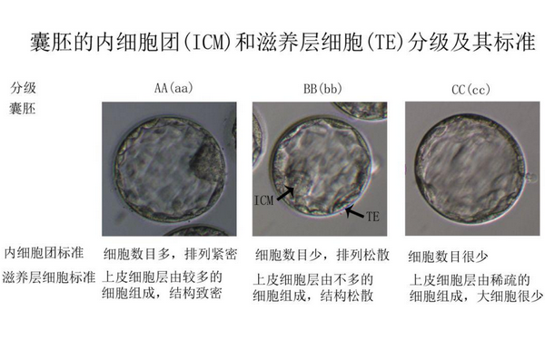 4ab囊胚质量好吗