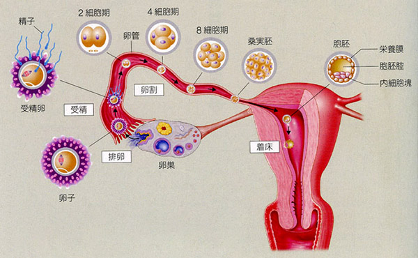 着床成功出血的图片