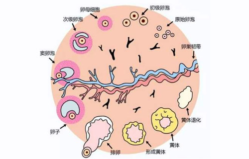 促黄体生成素