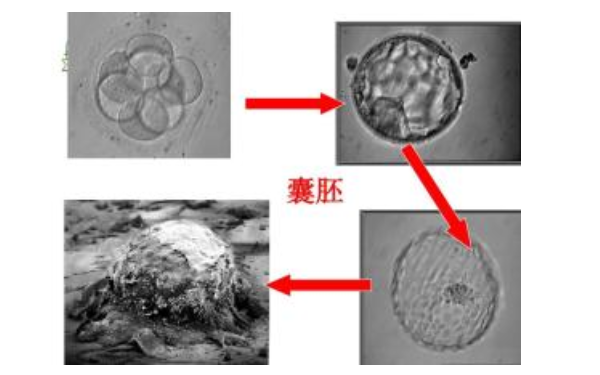 5bc的囊胚质量怎么样