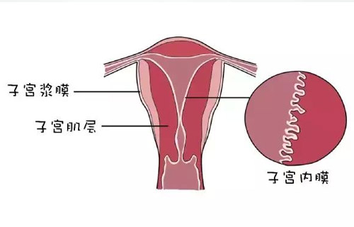 子宫内膜厚度